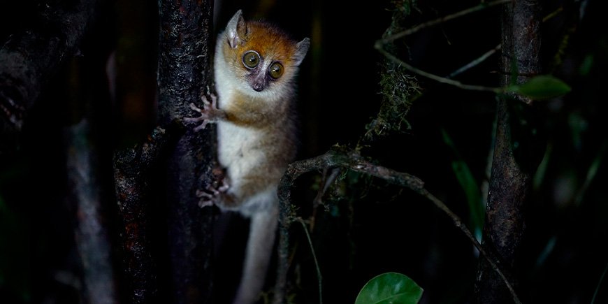 Muismaki zittend in een boom in Madagaskar