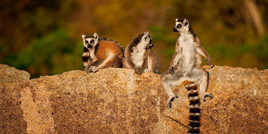 Ringstaartmaki's hangen rond in Madagaskar