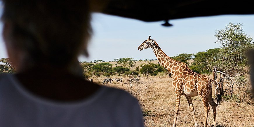 Giraffe loopt op de savanne in Tanzania