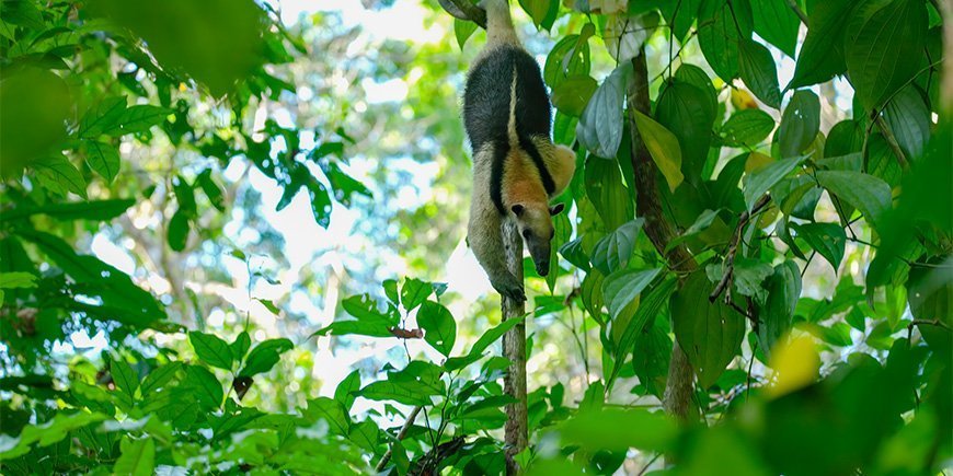 Miereneter loopt langs een boom in het Corcovado Nationaal Park, Costa Rica