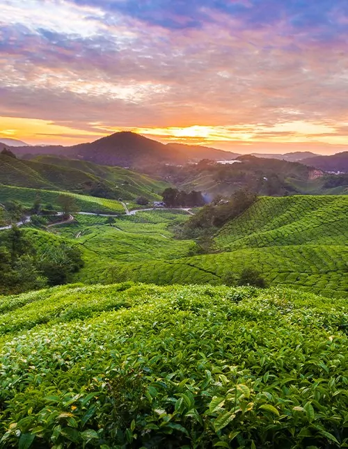 Hoogtepunten van Maleisië & strandvakantie op Langkawi