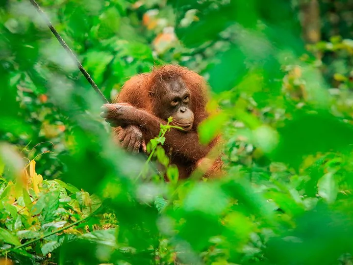 Reizen naar Borneo