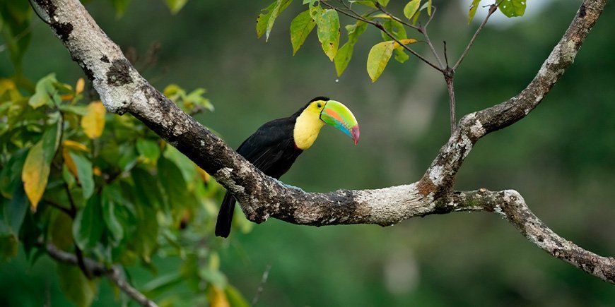 Toekan in Costa Rica