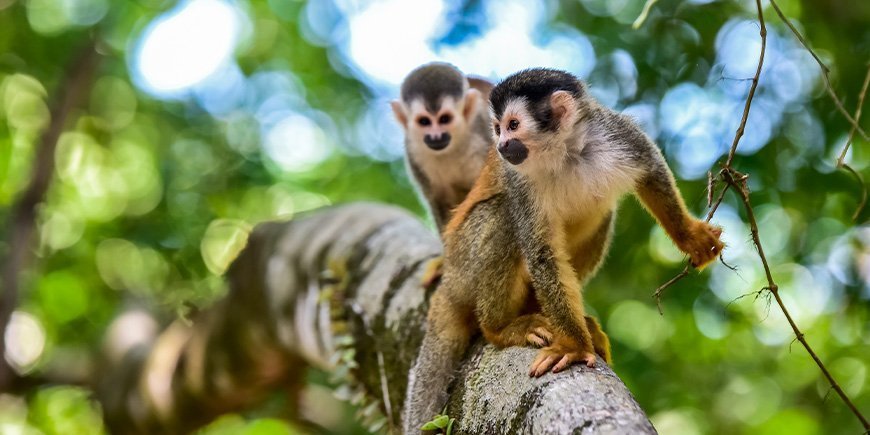 Doodshoofdaapjes in het Manuel Antonio National Park in Costa Rica