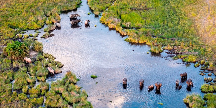 Overzicht van olifanten in de Okavango Delta in Botswana