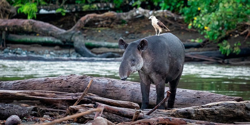 Vogel zittend op tapir in het Corcovado Nationaal Park in Costa Rica