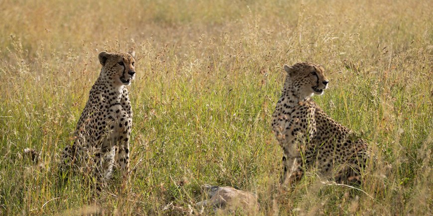 Jachtluipaarden op de Serengeti-savanne