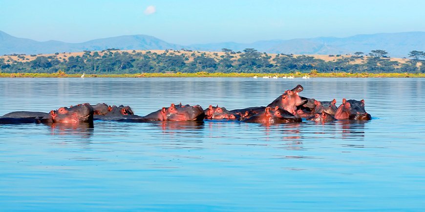 Nijlpaarden in Lake Naivasha in Kenia