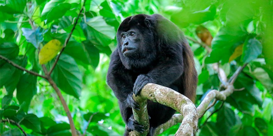 Brulaap zittend in een boom in het Nationaal Park Corcovado in Costa Rica