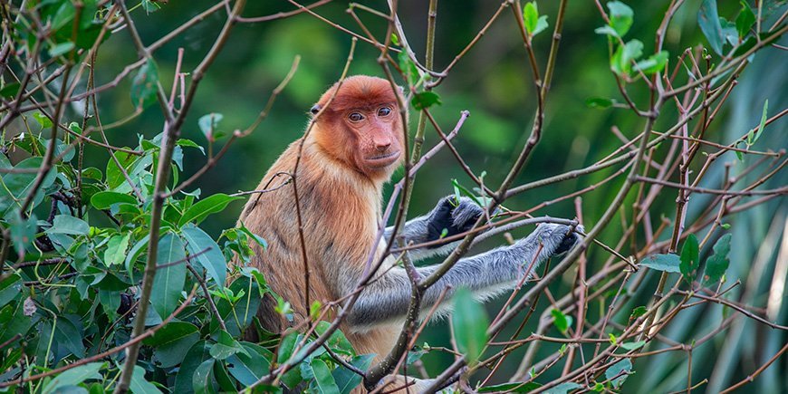 Neusaap zittend in een boom in Borneo