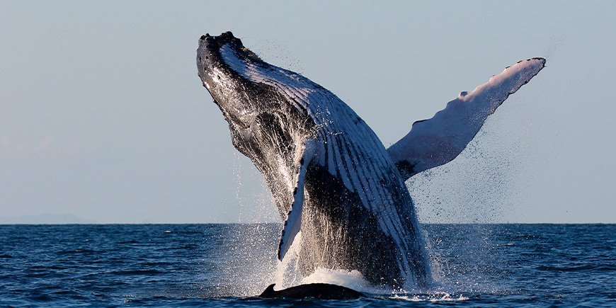 Bultrugwalvis springt uit zee bij Sainte Marie in Madagaskar