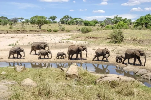 Nationaal park Tarangire