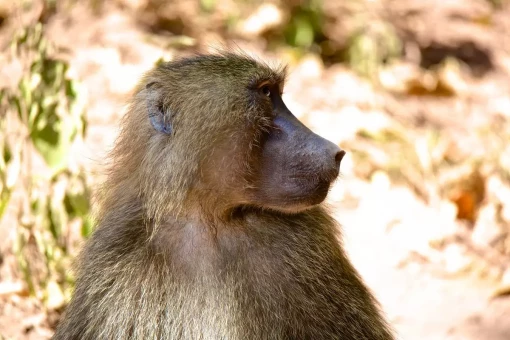 Baviaan in Nationaal park Lake Manyara