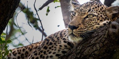 Luipaard slapend in een boom in Kapama Private Game Reserve in Zuid-Afrika