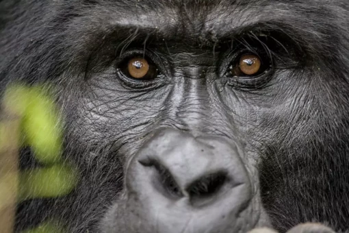 Gorilla in Bwindi