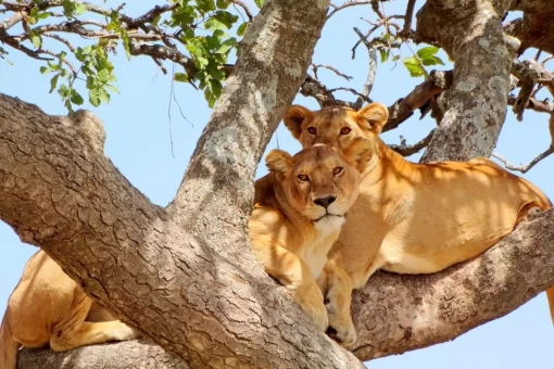 Bekijk de leeuwen die in de bomen klimmen in Nationaal park Lake Manyara